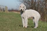 BEDLINGTON TERRIER 160